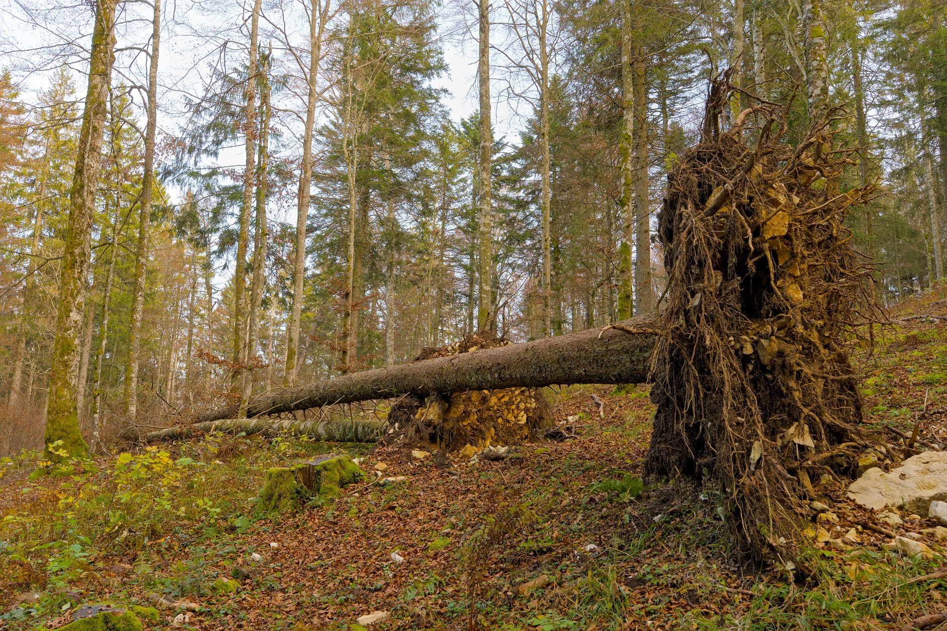 Enlèvement arbre urgence équipe à Saint-Priest